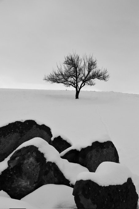 A black-and-white photograph shows a solitary bare tree standing on a snow-covered hill, with snow-dusted dark rocks in the foreground.