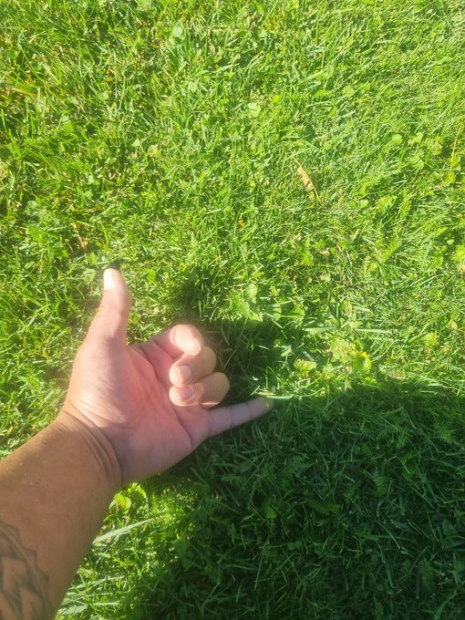 A tattooed hand reaching toward bright green grass in a sunny outdoor setting.