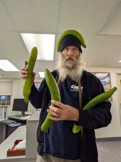 A bearded man in a beanie and CSA Local 1 hoodie stands in an office holding four large cucumbers, including one balanced on his head.