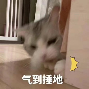 A meme-style image of a gray and white kitten looking angry or frustrated, with Chinese text '气到捶地' (so angry I want to pound the ground) and a yellow burst graphic.
