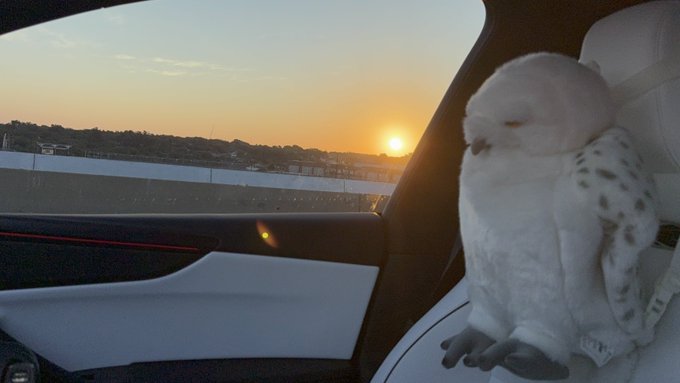 A white snowy owl perches inside a car, looking out the window at a sunset over a landscape.