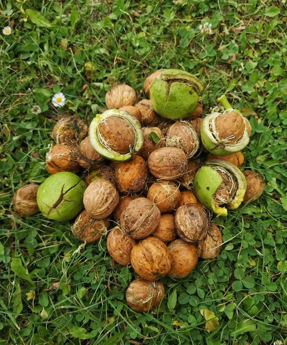 A pile of walnuts, some still in their green husks and others with brown shells exposed, rests on grass dotted with small white daisies.