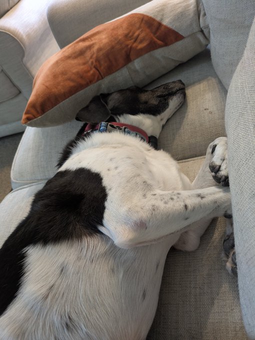 A black and white dog with a red collar sleeping upside down on a beige couch next to an orange and gray pillow.