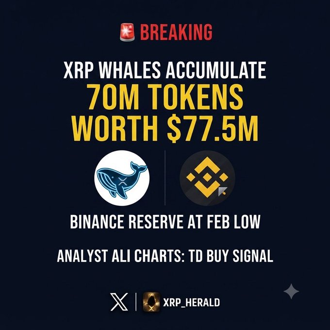 Breaking news graphic: 'XRP WHALES ACCUMULATE 70M TOKENS WORTH $77.5M' with Binance reserve at February low and Analyst Ali Charts noting a TD buy signal, from XRP_HERALD.
