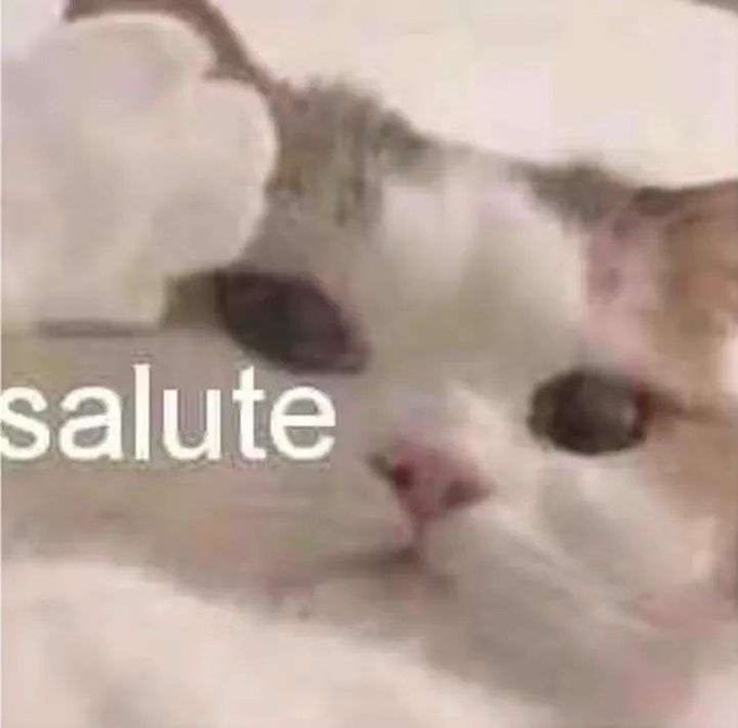 A meme image of a white cat's face with the text 'salute' overlaid in the lower left corner.