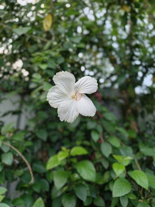 The image features a white flower with six petals, which appears to be in full bloom. The flower is surrounded by green leaves, creating an interesting contrast between the delicate beauty of the flower and the lush foliage. The background consists of more green leaves, further emphasizing the natural setting for this captivating scene.