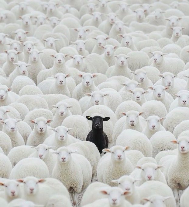 A lone black sheep stands out conspicuously among a vast flock of white sheep, serving as a visual metaphor for standing apart—fitting for a crypto giveaway post encouraging participants to distinguish themselves by tagging the host @cryptoadina and sharing their SOL address. The contrasting image emphasizes the need to be noticed in a crowded field to win the $50 prize.