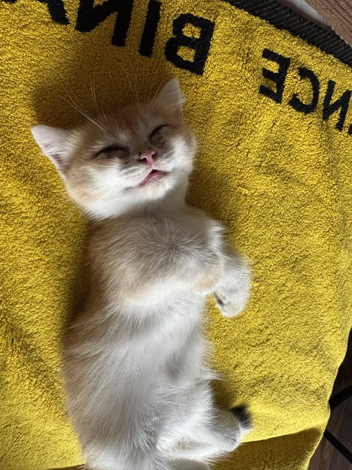An adorable ginger and white kitten lying on its back on a bright yellow BIC-branded blanket, appearing to smile with closed eyes in a sunlit moment.