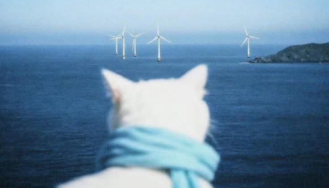 A white cat wearing a blue scarf looking out at offshore wind turbines in the ocean from a coastal viewpoint.