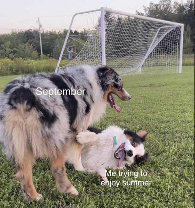 A humorous meme showing two Australian Shepherd dogs playing on grass near a soccer goal, with text labeling the larger dog 'September' and the smaller one 'Me trying to enjoy summer'.
