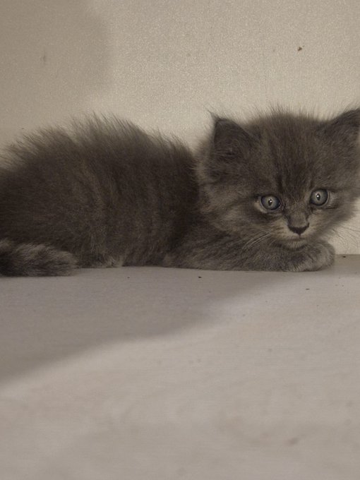 A photograph of a fluffy gray kitten with blue eyes lying on a light-colored surface.