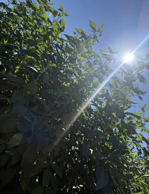 Sunlight streams through green leaves against a clear blue sky, creating a bright lens flare across the frame.