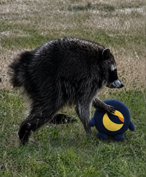 A raccoon curiously paws at a navy blue plush toy featuring a yellow crescent moon and orange accent, echoing the post's reference to a $LUNC-themed plushy belonging to "Jimothy."