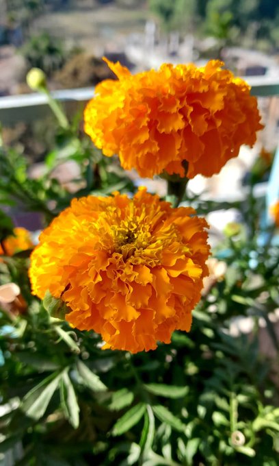 The image features two marigolds, both of which have bright orange petals, standing out against a green background. The flowers are located near each other, with one slightly closer to the viewer than the other. They appear to be healthy and well-cared for, adding a vibrant touch to the scene.