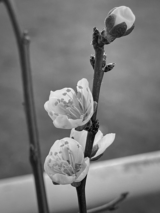 A black-and-white photograph showing delicate plum blossoms in full bloom along a slender branch, with a closed bud at the top and a soft, blurred background.