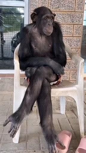 A chimpanzee sits in a relaxed, crossed-leg pose on a white plastic chair on a tiled patio.