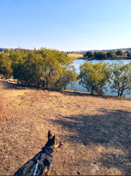 A dog on a leash gazes out over a lake bordered by trees under a clear blue sky, capturing a peaceful morning scene.

The image ties into the "GM to the legends who GM back" post by depicting a serene start to the day—exactly the kind of calm, optimistic vibe someone shares when wishing good morning to fellow early risers.
