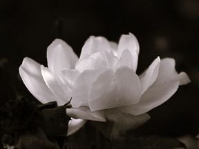 A black-and-white photograph of a blooming flower, likely a peony or magnolia, set against a dark background.