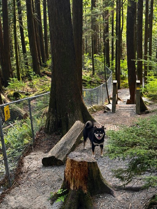 ursbak, a black and white dog, stands on a fallen tree trunk in a forest clearing, with a chain-link fence and trees in the background.