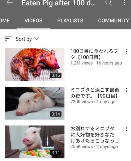 The image shows a YouTube playlist titled "Eaten Pig after 100 d..." with three videos documenting a pig's final 100 days, including "100日目に食われるブタ【100日目】" (1.2M views) and "ミニブタと過ごす最後の夜です。【99日目】" (720K views). The juxtaposition to the DeFi joke is darkly apt—viewers watch the pig's 100-day journey, knowing the final video reveals it being eaten, much like DeFi users who build up positions only to discover their funds have been quietly consumed by protocols along the way.