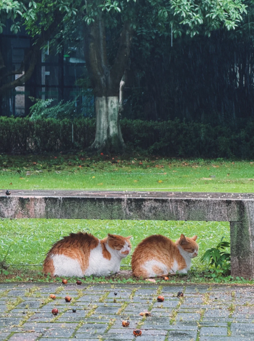 Two orange and white cats rest side by side under a stone bench in a grassy park during a rainstorm, with droplets visible against the dark trees in the background.