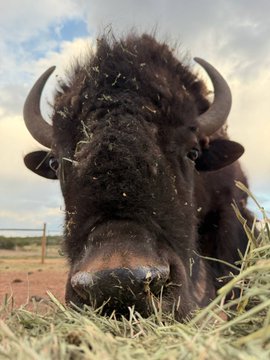Close-up photograph of a dark brown bison with curved horns eating hay, photographed from a low angle outdoors under a cloudy sky.