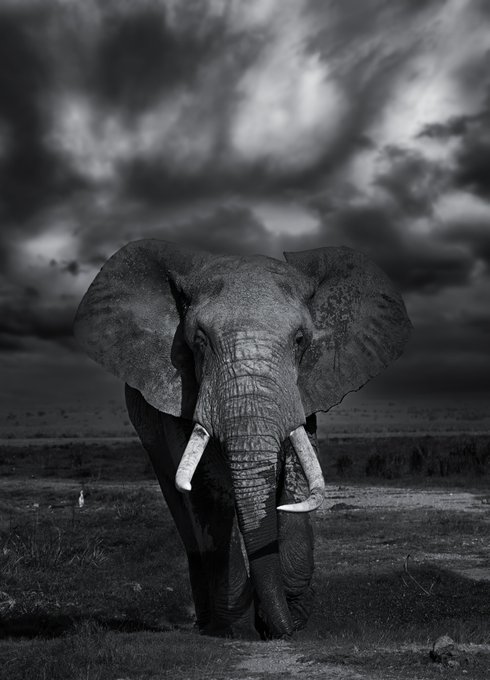 A powerful black-and-white photograph captures an elephant with tusks walking directly toward the camera under a dramatic, cloudy sky.