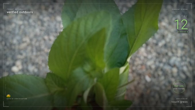 A close-up photograph of green plant leaves with overlaid text reading 'verified outdoors', 'CURRENT STREAK DAY 12', 'TOP 10% SMALL TOUCHED', and 'certified to touch grass' in a Polaroid-style frame.