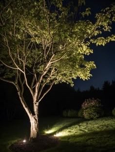 A tree is illuminated by ground lights in a dark garden at night.