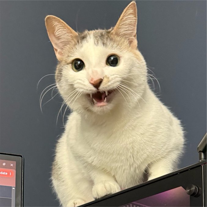A wide-eyed white and tabby cat with its mouth open in apparent shock stares at the camera, likely used to humorously convey disbelief at the news that "$CATE" dumped -70% in a single candle after 29 wallets sold $660,000 simultaneously.