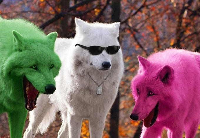 An AI-generated or edited image showing three wolves in a forest setting: one colored bright green, a white wolf in the center wearing sunglasses and a dog tag, and a third wolf colored bright pink.