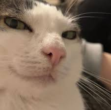 A close-up of a smug-looking white cat with a slight smirk, perfectly capturing the unbothered confidence described in the post, suggesting that $CATE holders remain hopeful about the project even when its price is low, knowing the community will rally back to its all-time high.