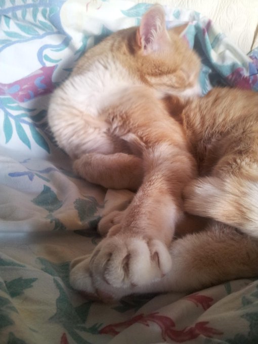 An orange tabby kitten sleeping peacefully curled up on a floral-patterned blanket.