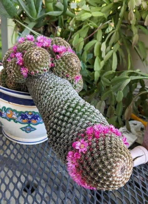 A cluster of small green cacti with bright pink flowers blooms in a decorative ceramic pot resting on a metal mesh surface.