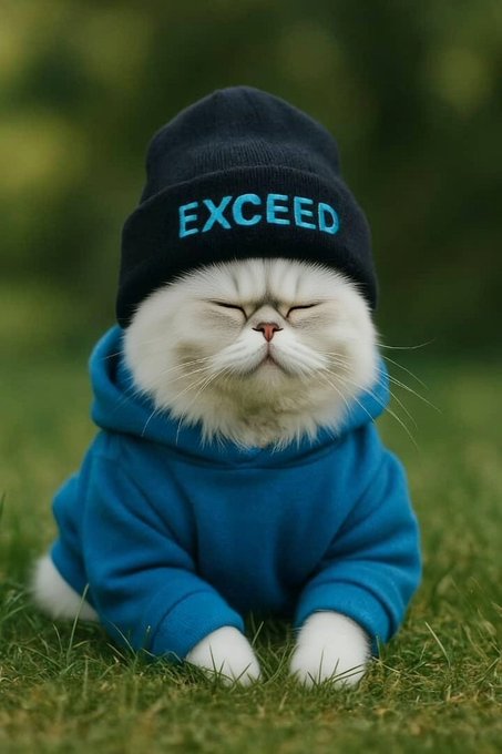 A white fluffy cat wearing a blue hoodie and a black beanie with 'EXCEED' written on it, sitting on grass with its eyes closed.