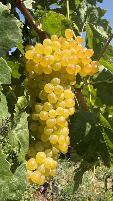 A close-up photograph of a large, ripe cluster of pale yellow-green grapes hanging on the vine, surrounded by broad green leaves under bright sunlight.