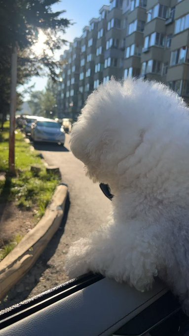 A fluffy white dog sticks its head out of a car window, enjoying the breeze while looking at a street lined with apartment buildings.