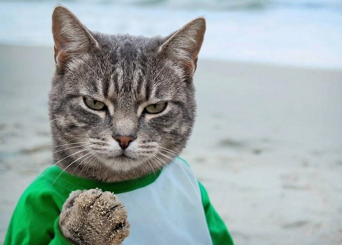 A close-up of a gray tabby cat with a serious expression wearing a green and white shirt, holding up a paw covered in sand against a beach background.