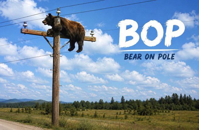 A brown bear rests on a wooden utility pole crossarm against a blue sky with clouds, accompanied by bold white text reading 'BOP' and 'BEAR ON POLE'.