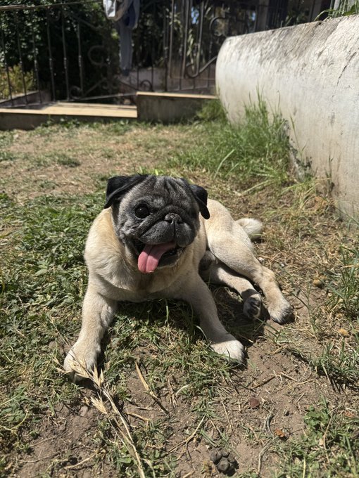 A fawn-colored pug dog lies panting happily on a patch of dirt and grass in front of a concrete wall and a metal gate.