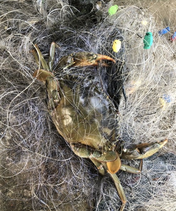 A blue crab entangled in a fishing net with yellow and green floats, resting on a muddy surface.