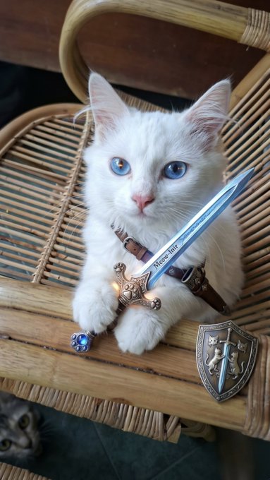An adorable white kitten with bright blue eyes sitting on a wicker chair, dressed with miniature sword and shield accessories, with another cat partially visible in the bottom left corner.