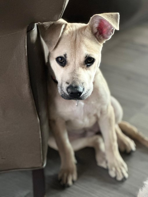 The image features a small tan puppy sitting on a gray floor, with its front paws resting on a brown leather couch. The puppy's ears are perked up, giving it an alert expression as it looks directly at the camera. The background is blurred, drawing attention to the puppy and the couch.