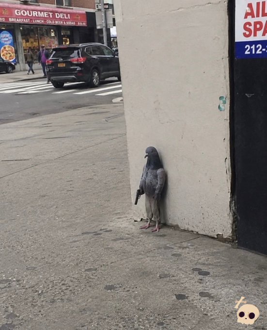 A pigeon stands on a city sidewalk, appearing to lean against a white wall, with a 'GOURMET DELI' and other storefronts visible in the background.