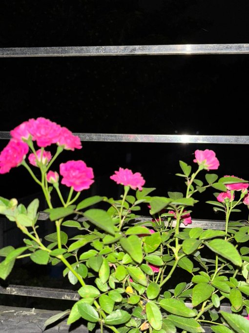 The image features a potted plant with pink flowers, which are the main focus of the photo. The background consists of a black railing or fence that contrasts with the vibrant colors of the flowers. The text "Good night my X family Now weather some cool @XOOBNetwork Alpha @useTria @River4fun" is present in the image as well.".