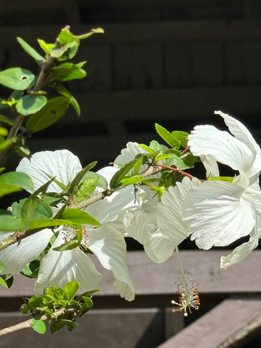 Close-up photograph of white hibiscus flowers blooming on a branch with green leaves, set against a dark wooden slatted background.