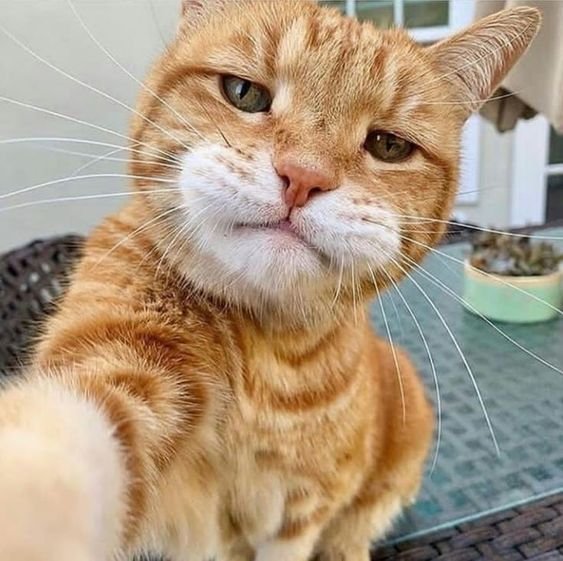 An orange tabby looks confidently at the camera with a satisfied, slightly smug expression, fitting the milestone celebration. The cat's self-assured pose mirrors the pride of reflecting on a successful social media journey with key achievements like earning a blue check, gaining followers, and making first earnings from meme coin posts.