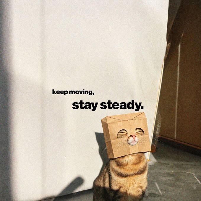 A cat with a brown paper bag on its head peeks through a hole, accompanied by the text 'keep moving, stay steady.'