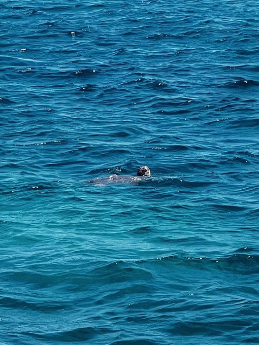 A person swimming in clear, bright blue water, with only their head visible above the surface.