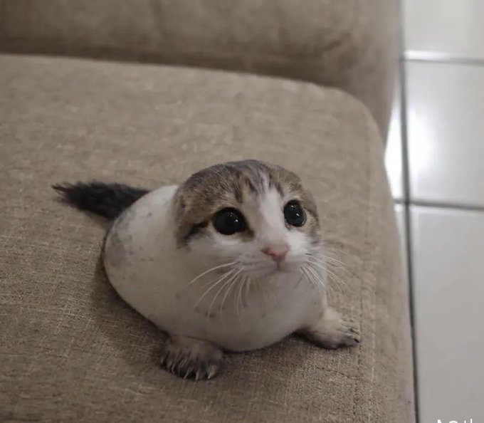 A small white and tabby kitten with large eyes sits on the edge of a beige couch next to white tiled flooring.
